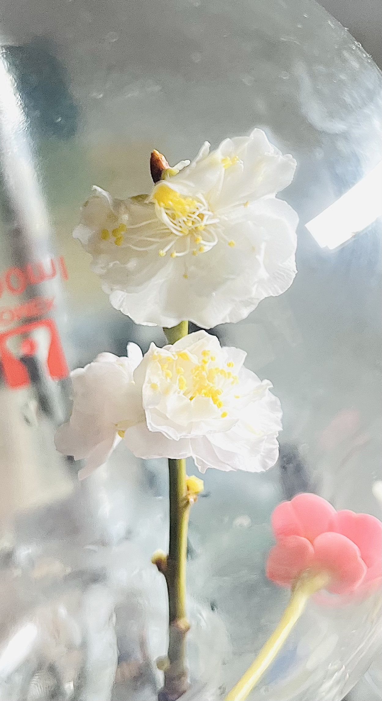 IMG_7537.jpeg